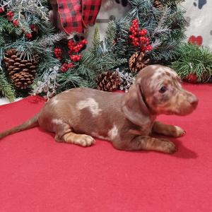 Dachshund Puppy Ginger