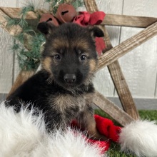 German Shepherd Dog Puppy Naomi