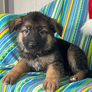 German Shepherd Dog Puppy Naomi
