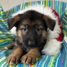 German Shepherd Dog Puppy Naomi