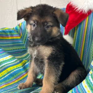 German Shepherd Dog Puppy Naomi