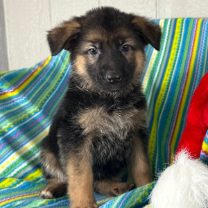 German Shepherd Dog Puppy Naomi