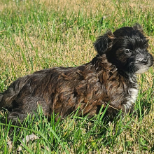 Maltipoo Puppy Chase