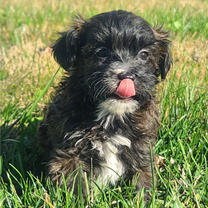 Maltipoo Puppy Chase