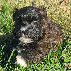 Maltipoo Puppy Chase