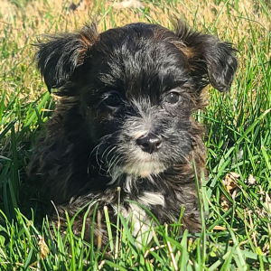 Maltipoo Puppy Chase