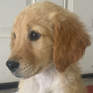Golden Retriever Puppy Myla