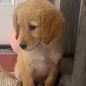 Golden Retriever Puppy Myla