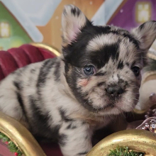 French Bulldog Puppy Fluffy Gucci