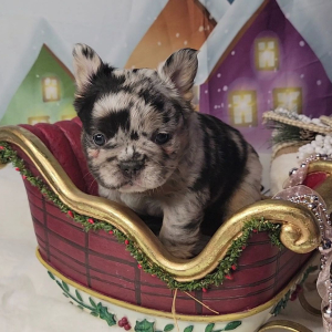 French Bulldog Puppy Fluffy Gucci