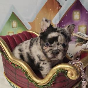 French Bulldog Puppy Fluffy Gucci