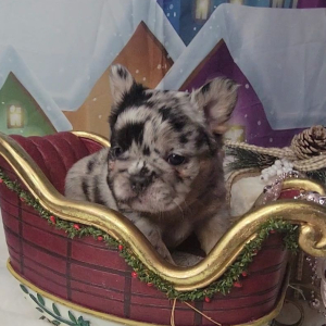 French Bulldog Puppy Fluffy Gucci