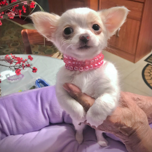 Chihuahua Puppy Lil Dolly