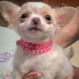 Chihuahua Puppy Lil Dolly