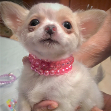 Chihuahua Puppy Lil Dolly