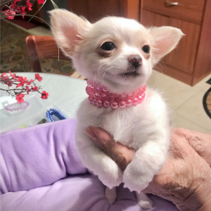 Chihuahua Puppy Lil Dolly