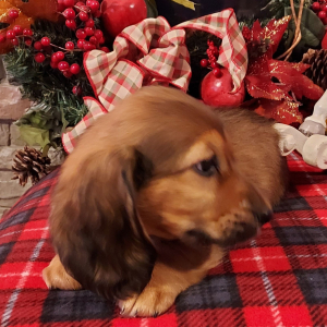 Dachshund Puppy Liam