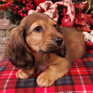 Dachshund Puppy Liam