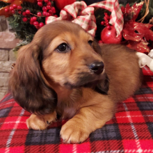 Dachshund Puppy Liam
