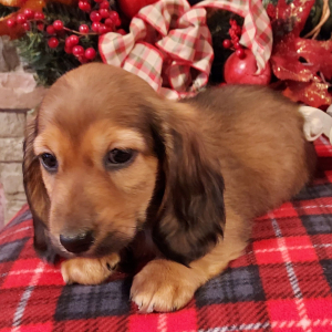 Dachshund Puppy Liam