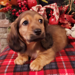 Dachshund Puppy Liam
