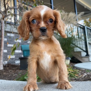 Cavalier King Charles Spaniel Puppy Lola