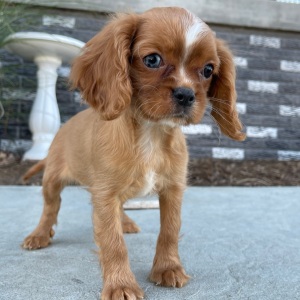 Cavalier King Charles Spaniel Puppy Lola