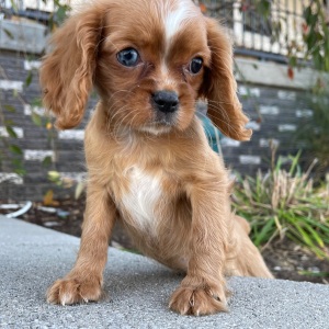 Cavalier King Charles Spaniel Puppy Lola