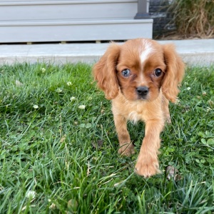 Cavalier King Charles Spaniel Puppy Lola