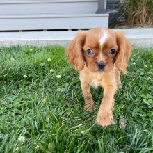 Cavalier King Charles Spaniel Puppy Lola
