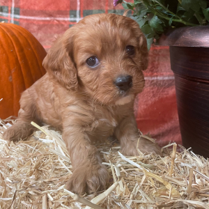 Cavapoo Puppy Willy