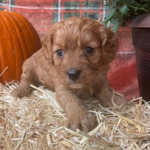 Cavapoo Puppy Willy