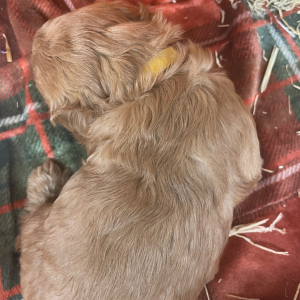 Cavapoo Puppy Willy