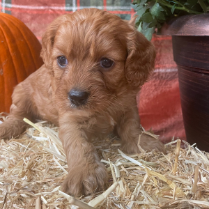 Cavapoo Puppy Willy