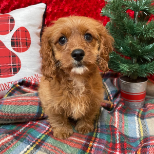 Cavapoo Puppy Willy