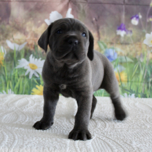 Cane Corso Puppy Victoria