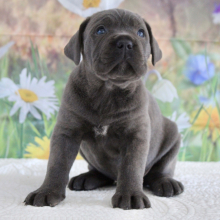 Cane Corso Puppy Victoria
