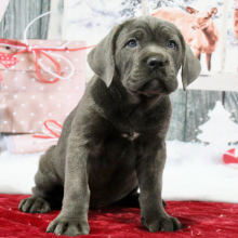 Cane Corso Puppy Victoria