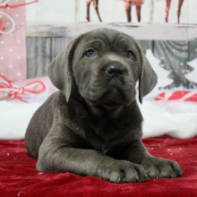 Cane Corso Puppy Victoria