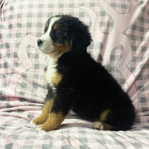 Bernese Mountain Dog Puppy Krissy