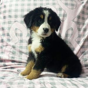 Bernese Mountain Dog Puppy Krissy