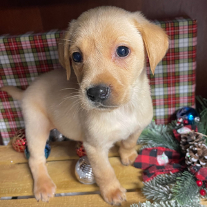 Labrador Retriever Puppy Cash