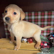 Labrador Retriever Puppy Cash