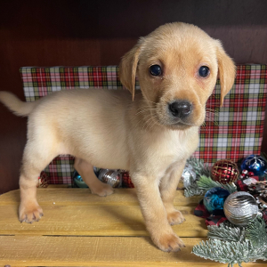 Labrador Retriever Puppy Cash