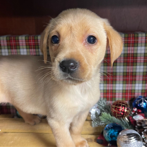 Labrador Retriever Puppy Cash