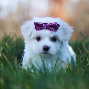 Maltipoo Puppy Kendzie