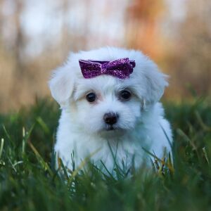 Maltipoo Puppy Kendzie