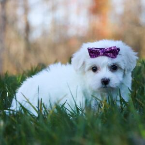 Maltipoo Puppy Kendzie