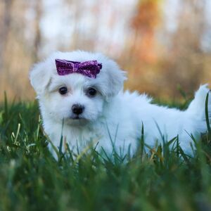 Maltipoo Puppy Kendzie