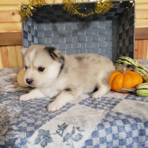 Pomsky Puppy Bear